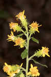 Buckley's goldenrod 